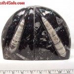Orthoceras books hoders - black mable