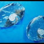 Amonite N°8 ammonite, fossiles ammonites,ammonite maroc